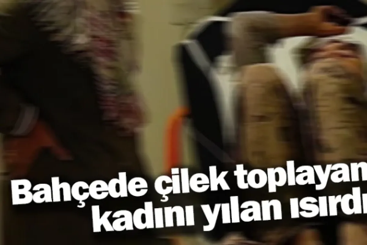 Bahçede çilek toplayan kadını yılan ısırdı