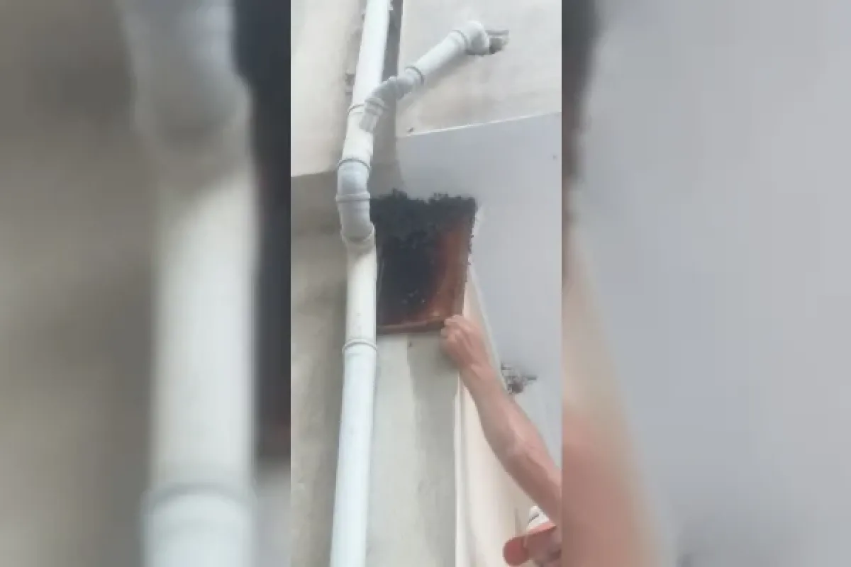 Firari arılar!