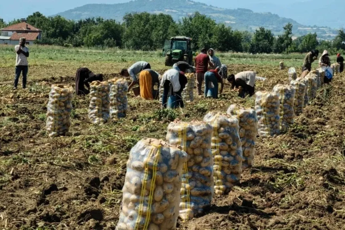 İnegöl'de patates hasadı başladı