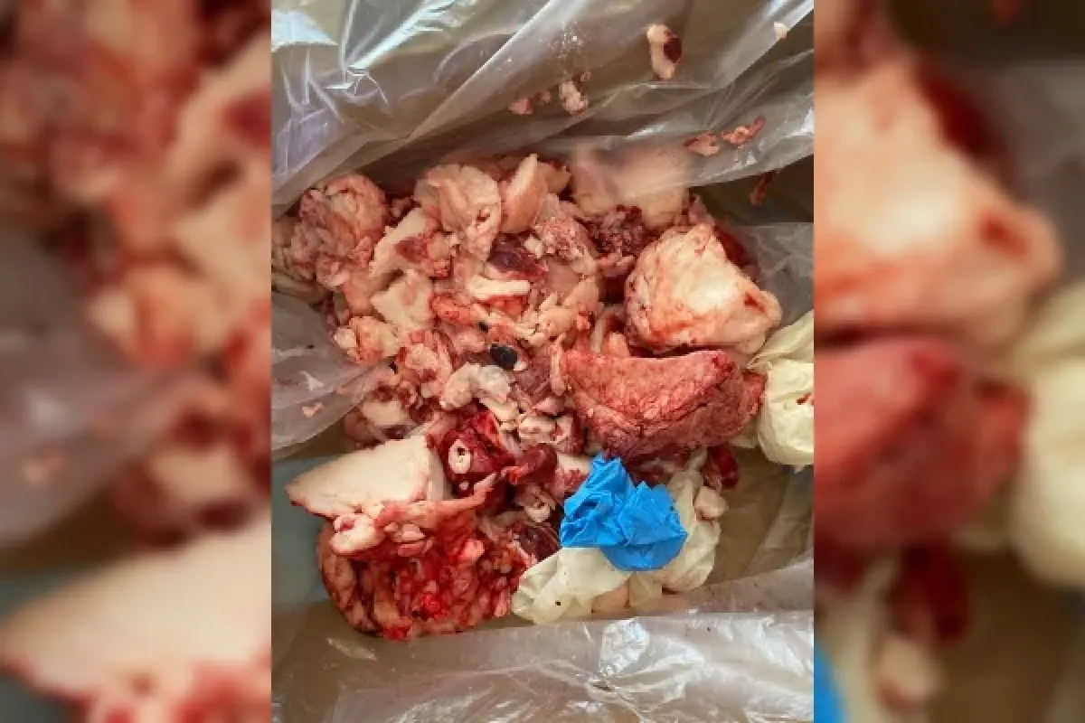 Sakatatları kurban eti olarak verdiler!