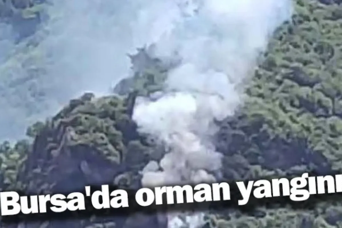 Bursa'da orman yangını
