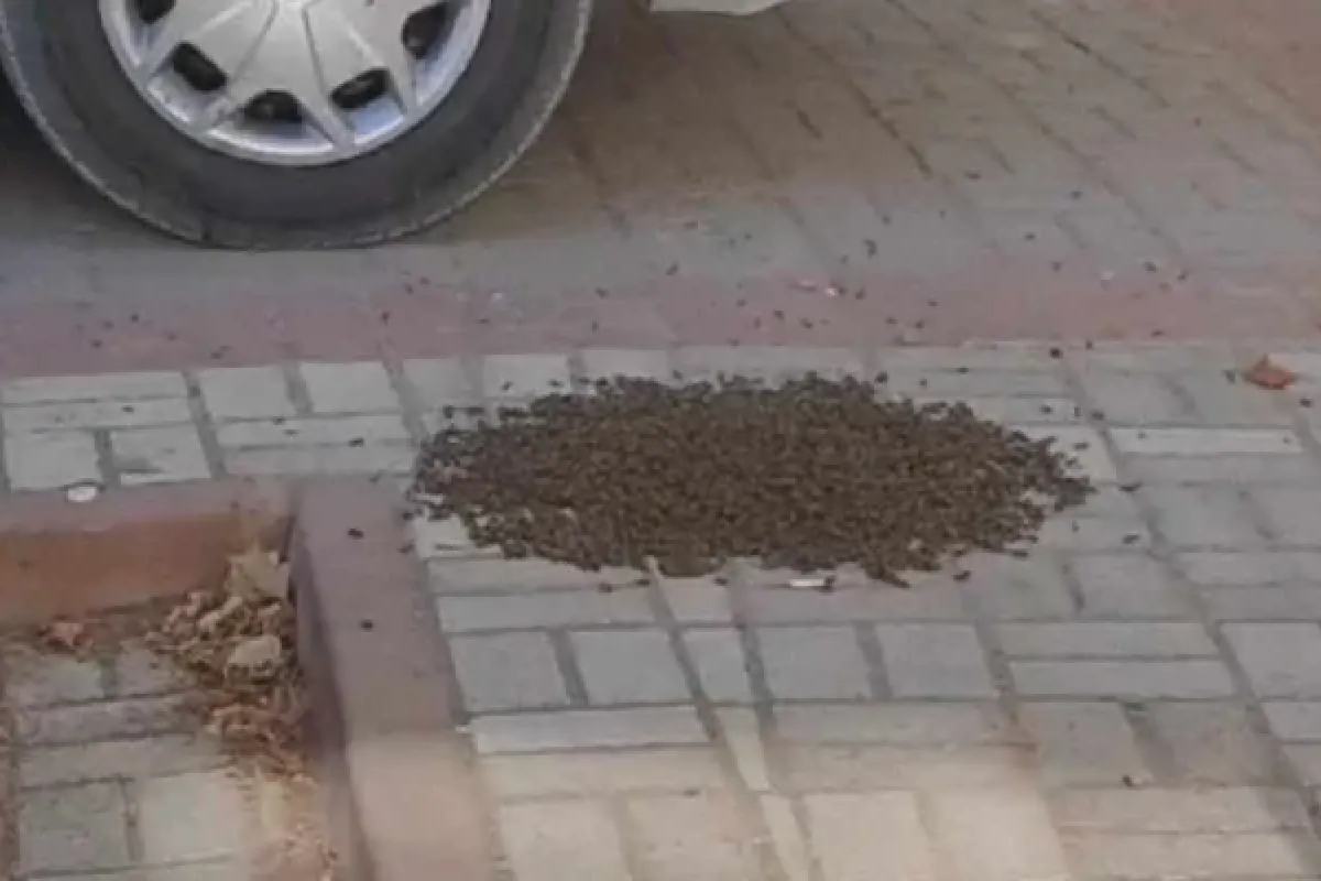 Mahalleyi arılar bastı!