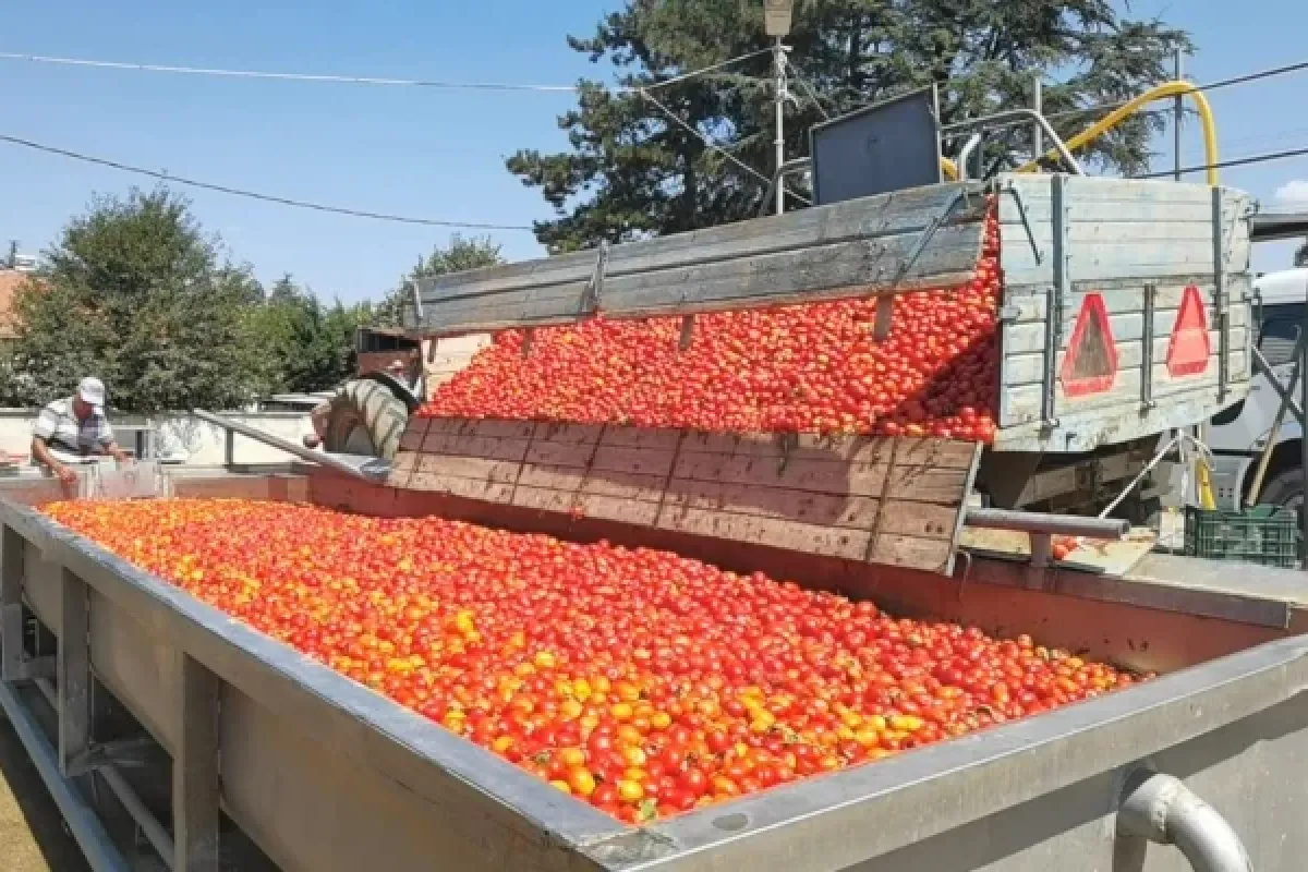Kulaca'da salça sezonu açıldı