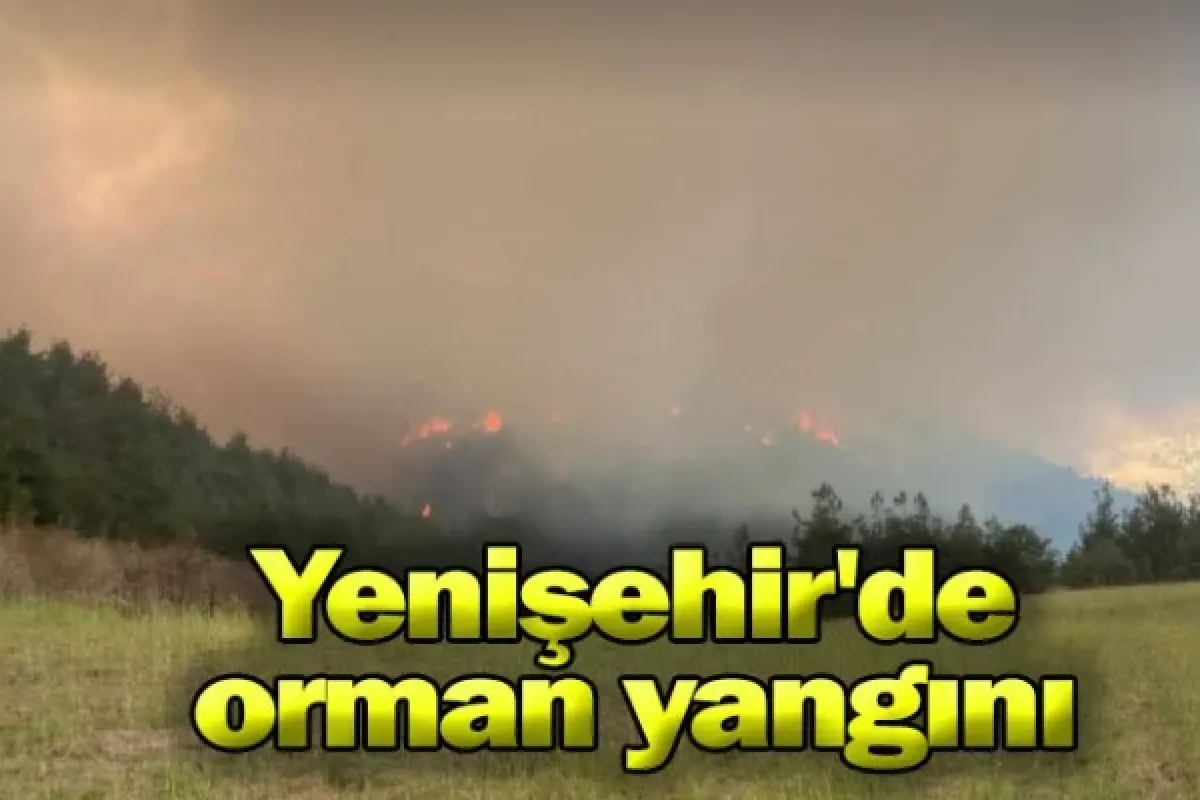Yenişehir'de orman yangını