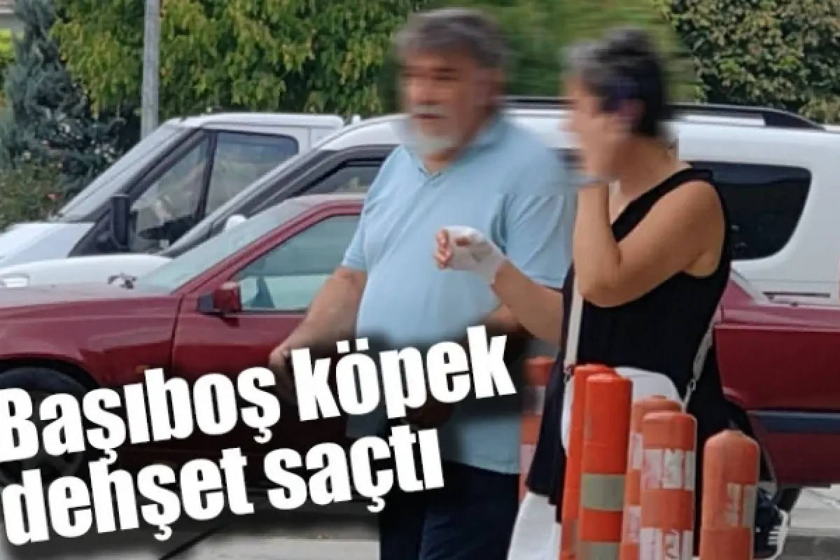 Başıboş köpek dehşet saçtı