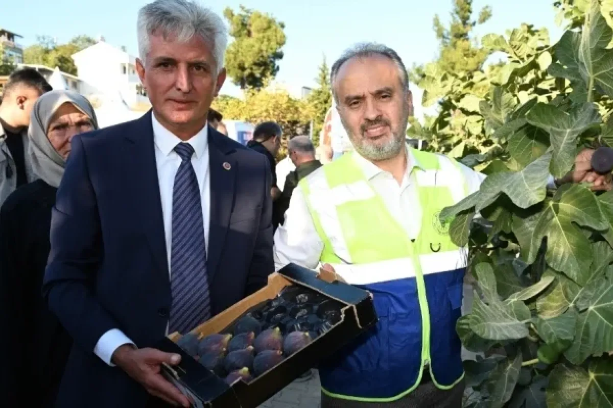 Bursa’nın 'Siyah incisi’nde hasat başladı