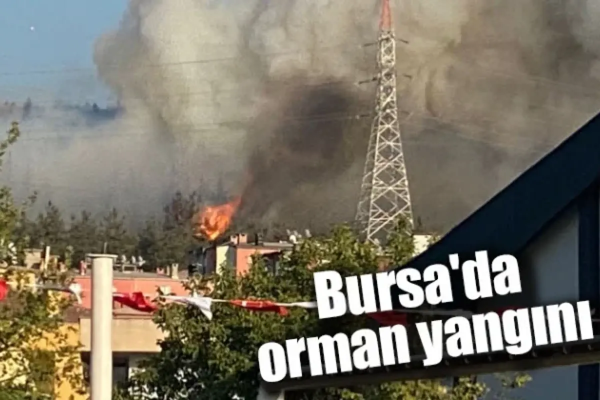 Bursa'da orman yangını