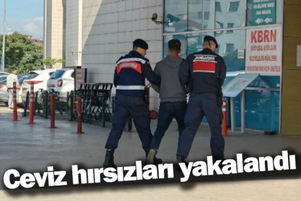 Ceviz hırsızları yakalandı