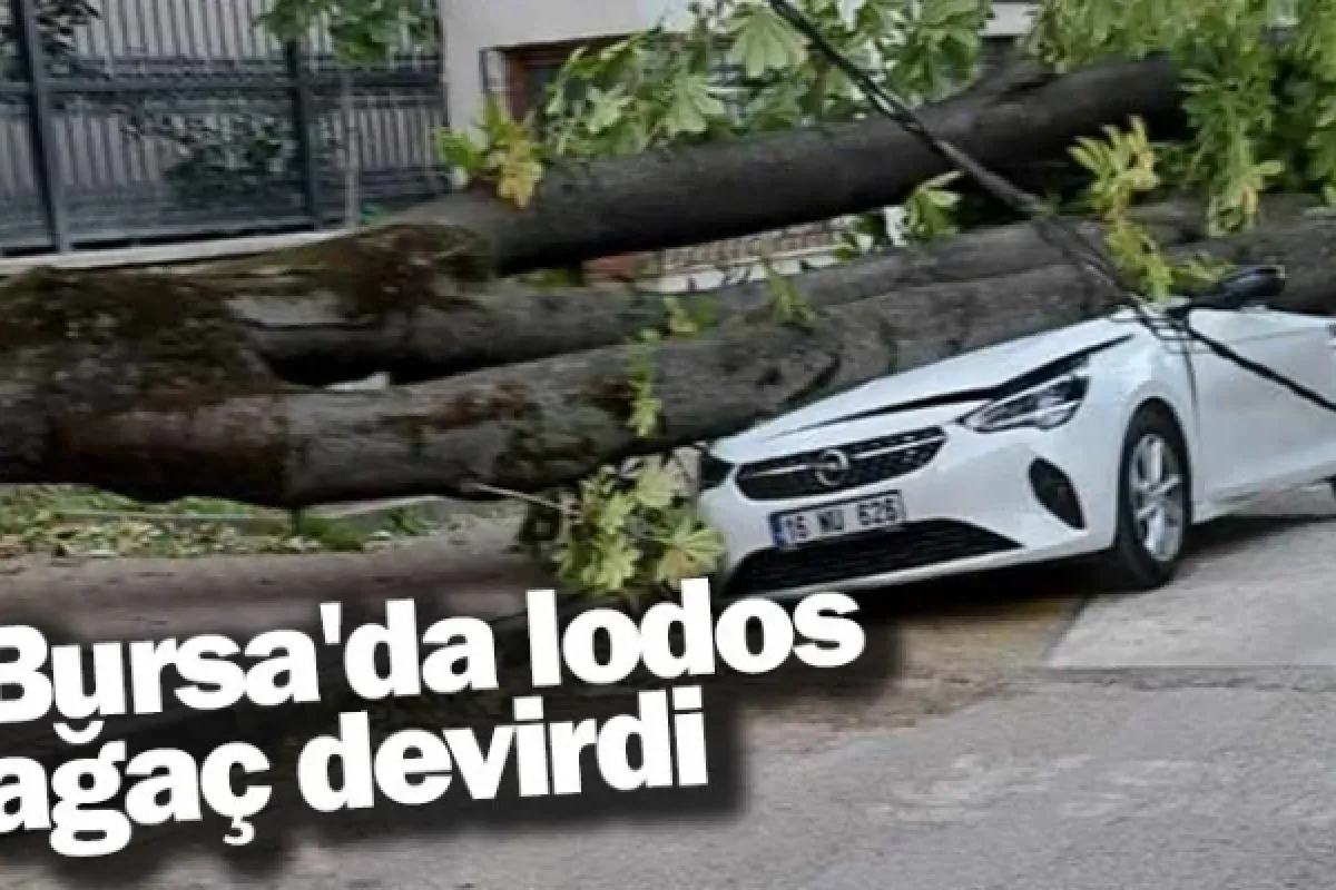 Bursa'da lodos ağaç devirdi