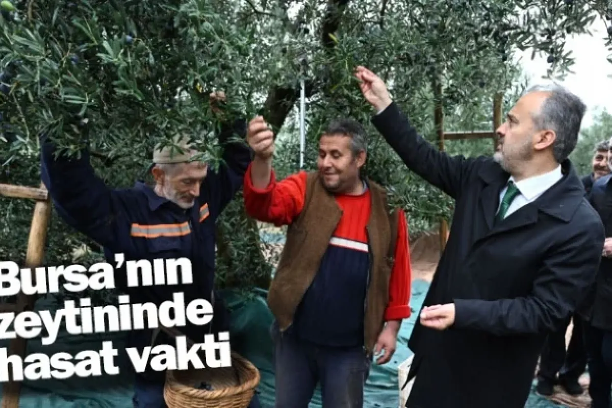 Bursa’nın zeytininde hasat vakti