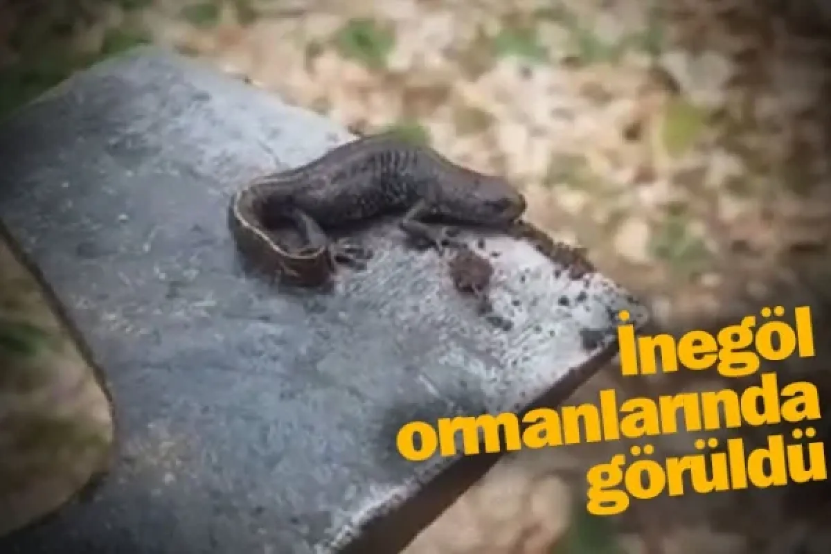 İnegöl ormanlarında görüldü