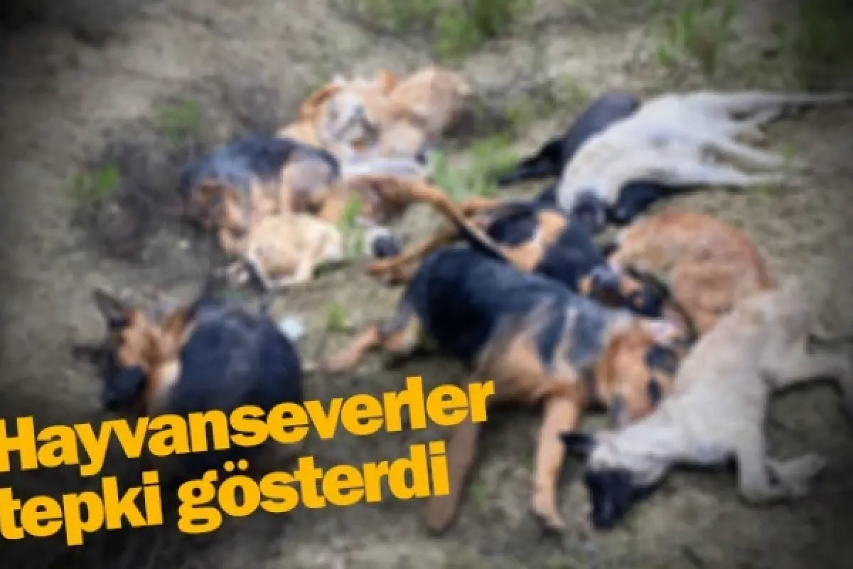 Hayvanseverler tepki gösterdi