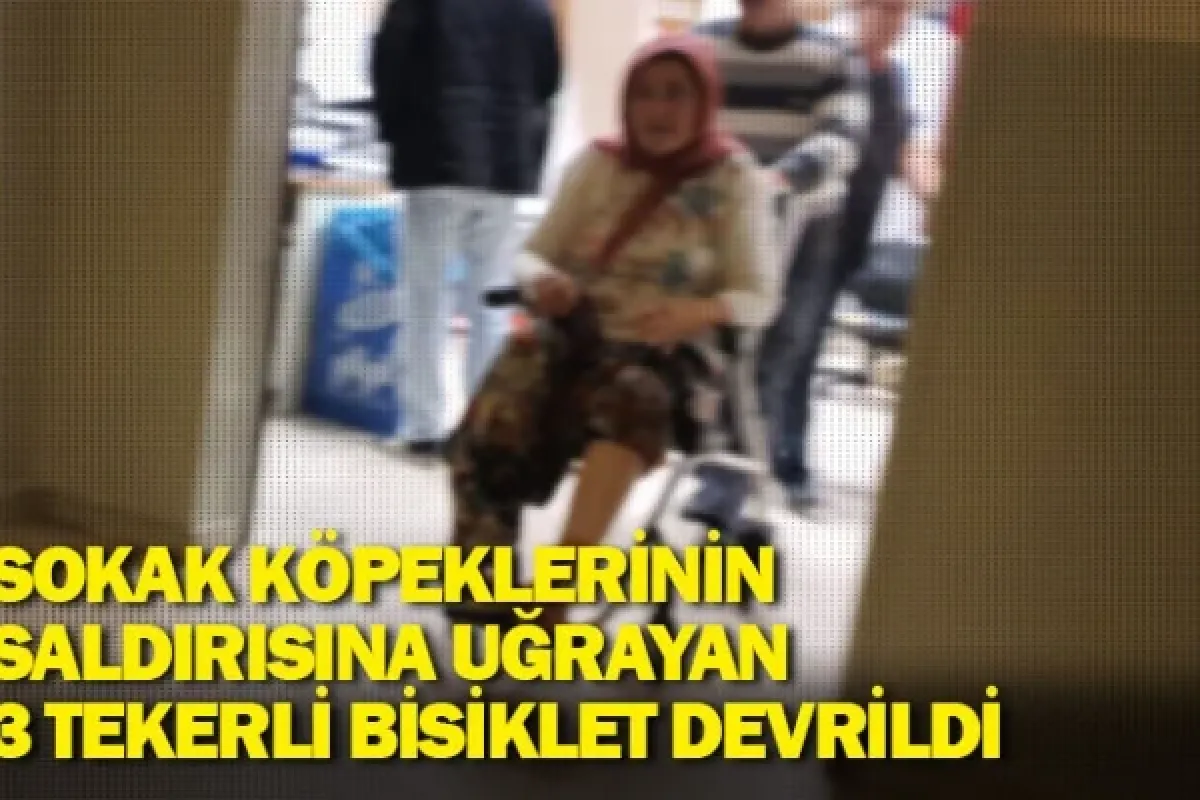 Sokak köpeklerinin saldırısına uğrayan 3 tekerli bisiklet devrildi