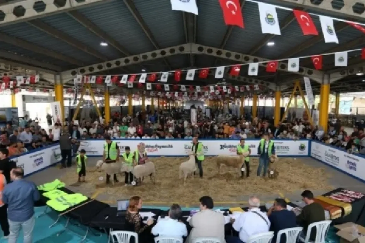 İnegöl Küçükbaş Hayvancılık Festivalinin Tarihleri Belli Oldu
