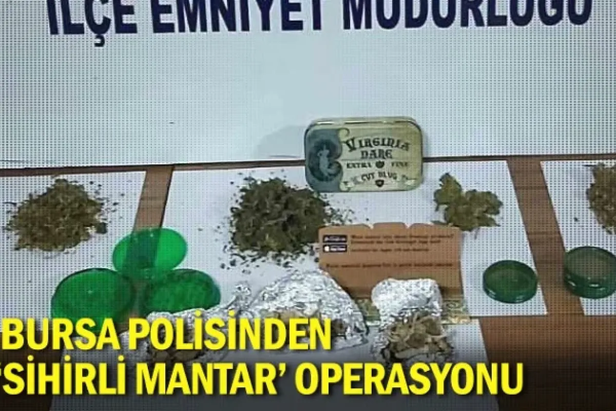 Bursa polisinden 'sihirli mantar' operasyonu