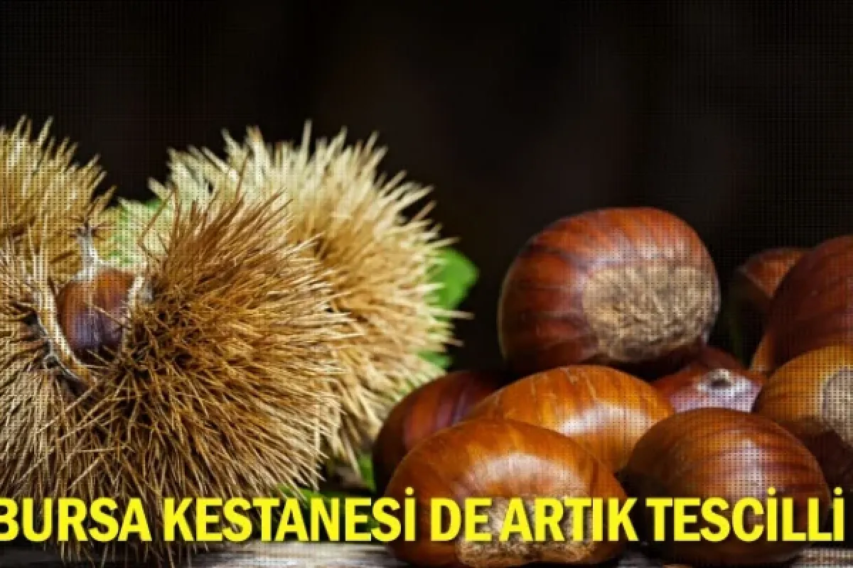 Bursa kestanesi de artık tescilli