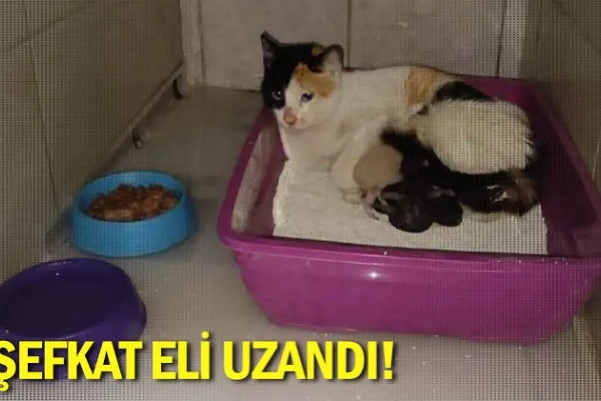 Şefkat eli uzandı!
