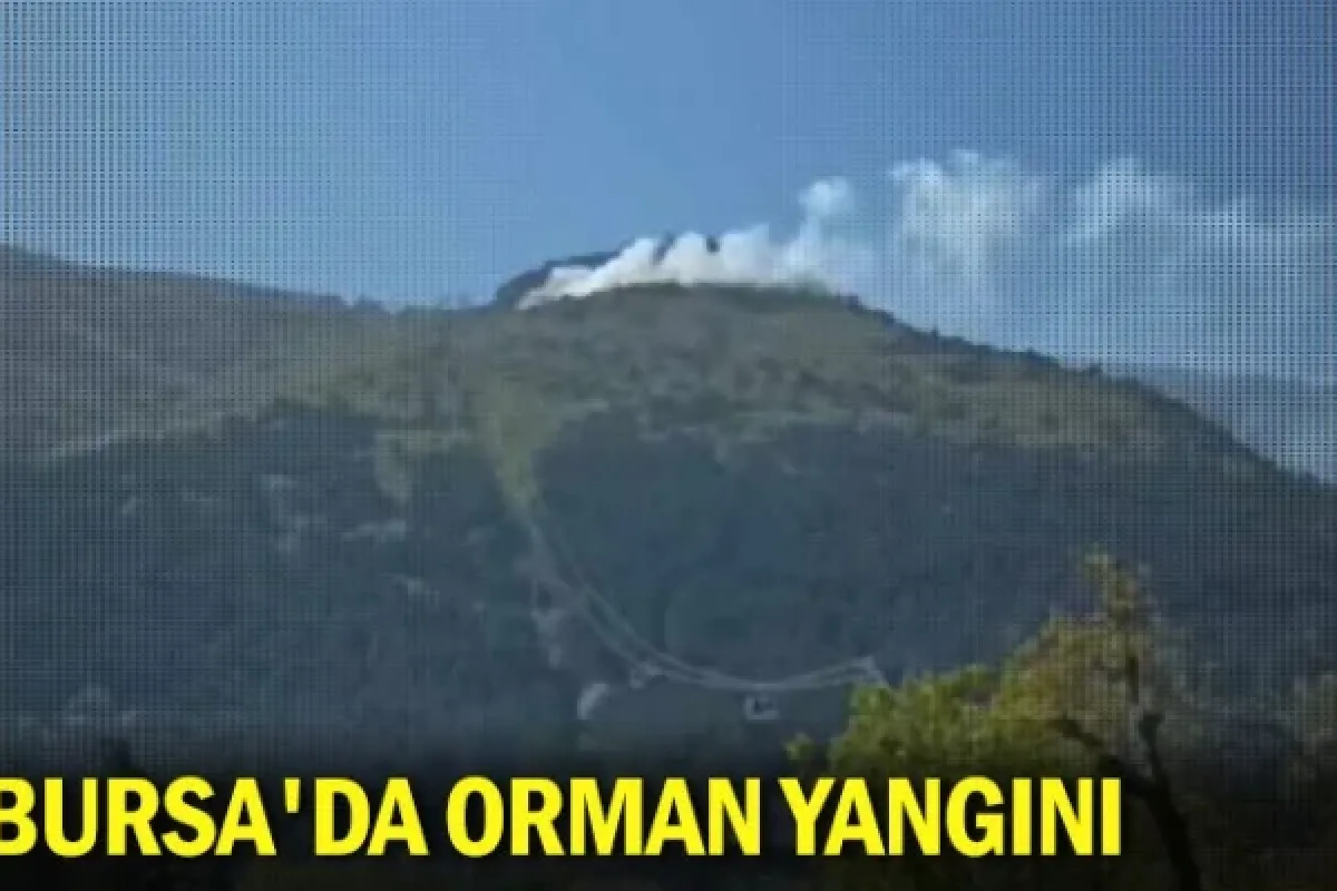 Bursa'da orman yangını