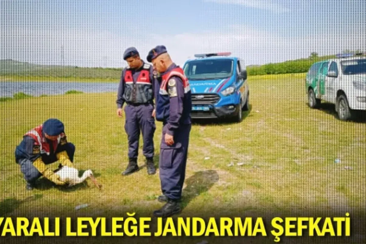 Yaralı leyleğe jandarma şefkati