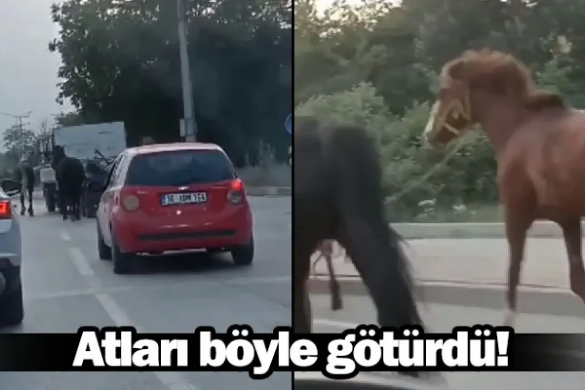 Atları böyle götürdü!