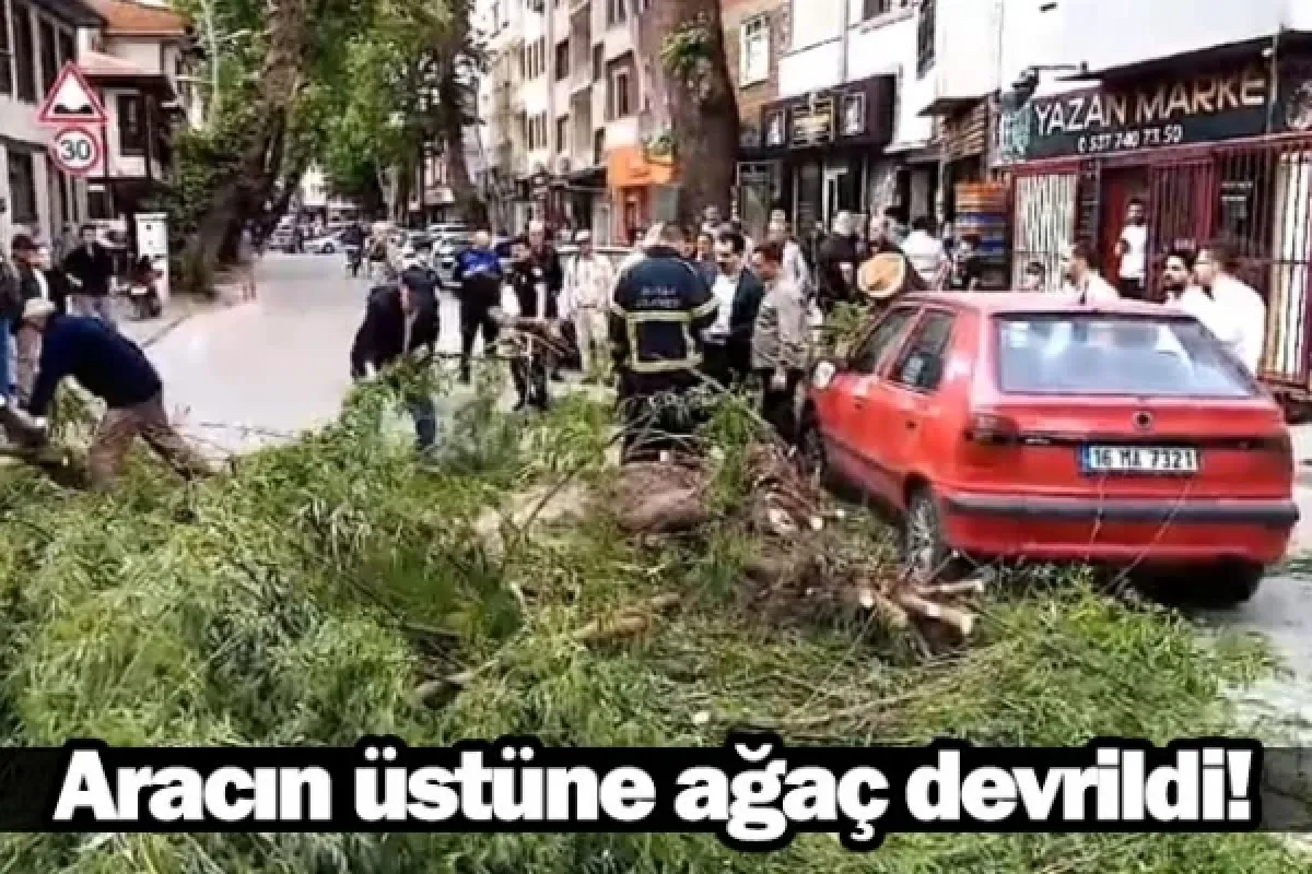 Aracın üstüne ağaç devrildi!