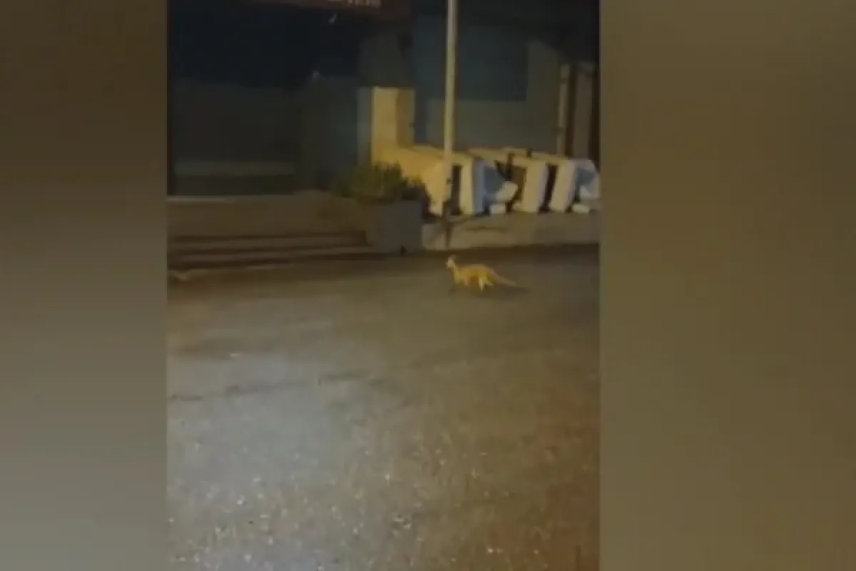 Tilki şehre indi!