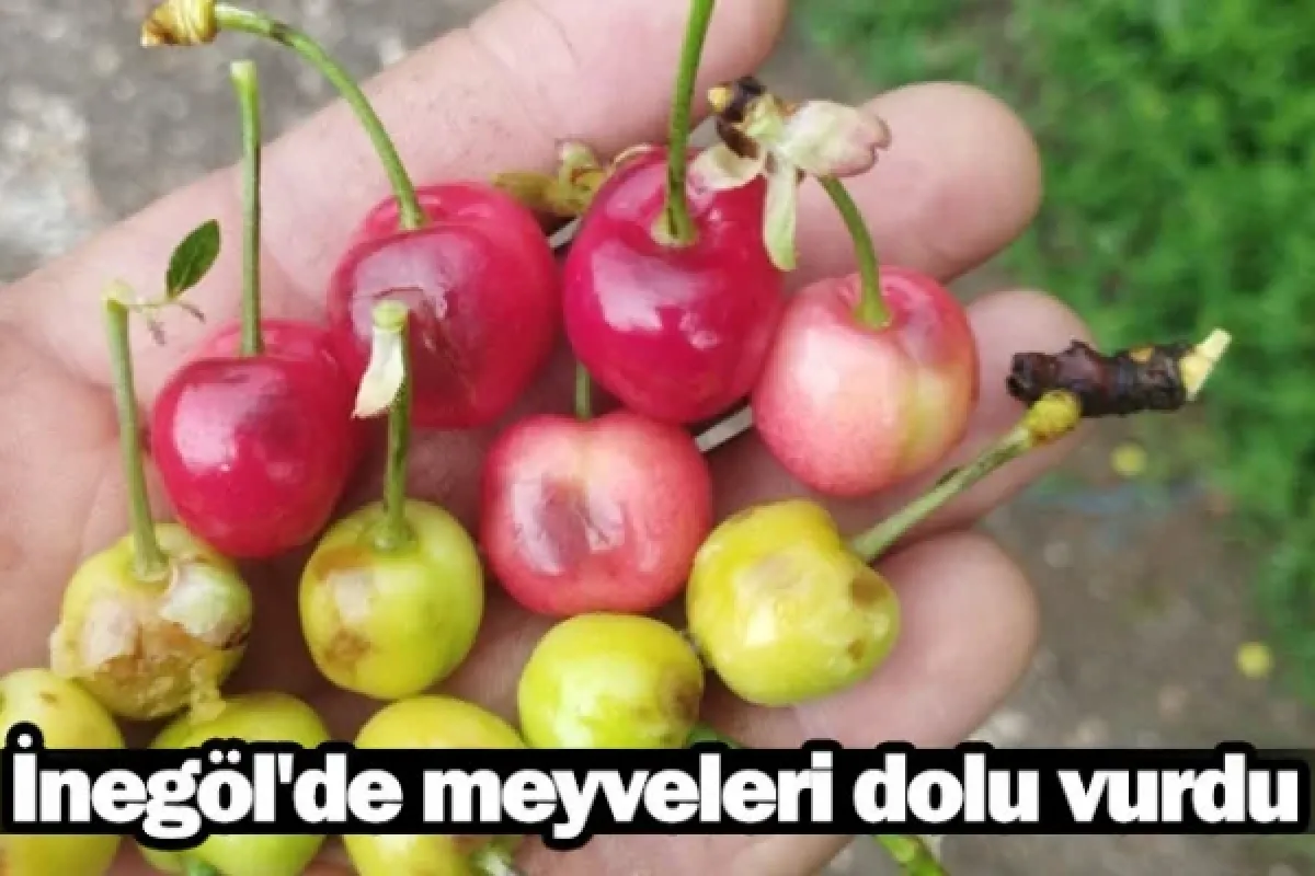 İnegöl'de meyveleri dolu vurdu