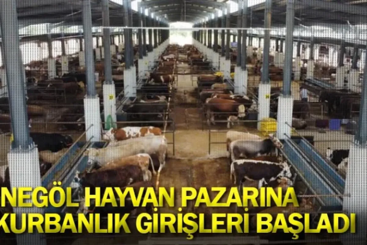 İnegöl Hayvan Pazarına Kurbanlık Girişleri Başladı