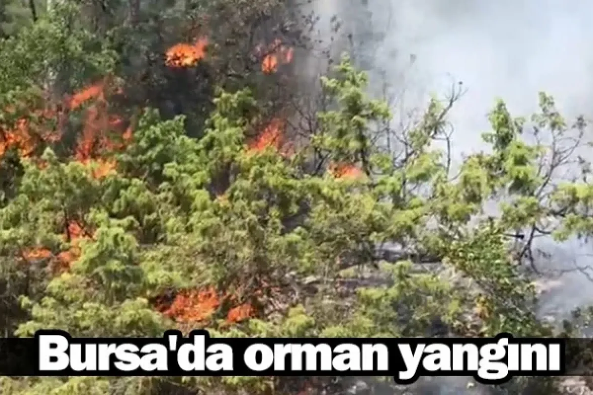 Bursa'da orman yangını