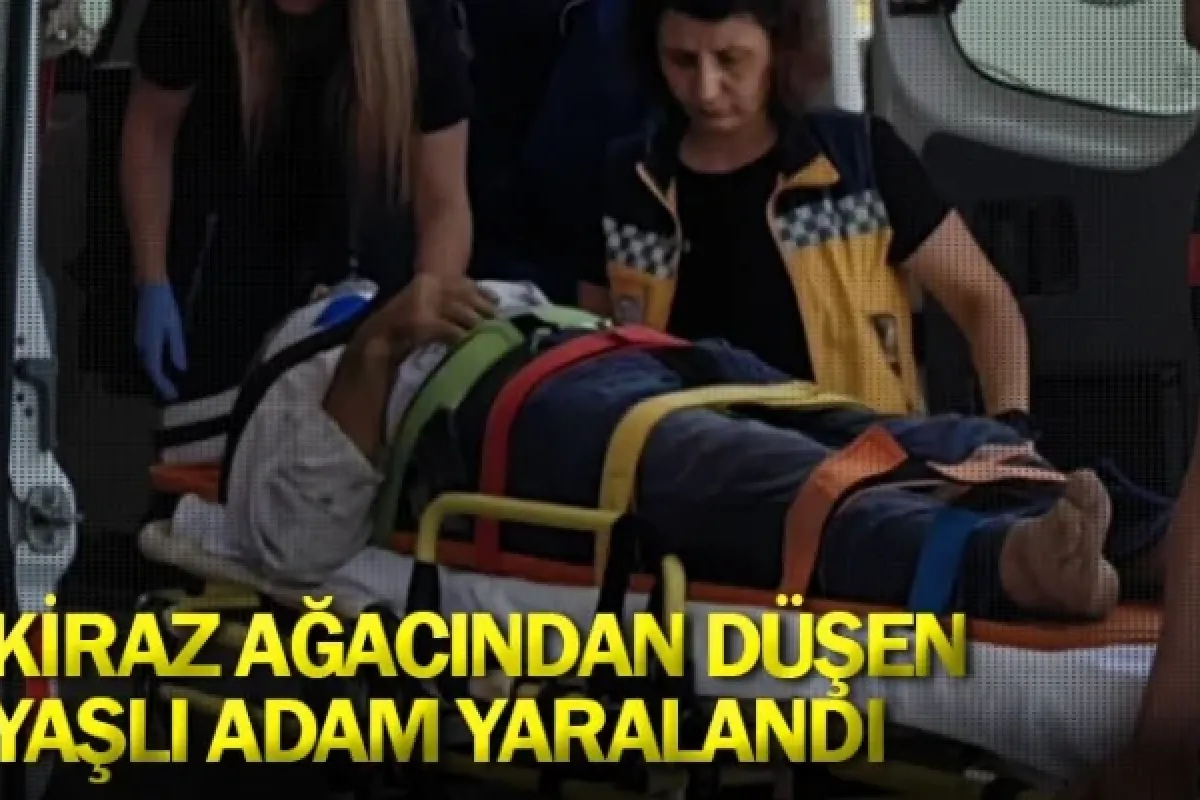 Kiraz ağacından düşen yaşlı adam yaralandı