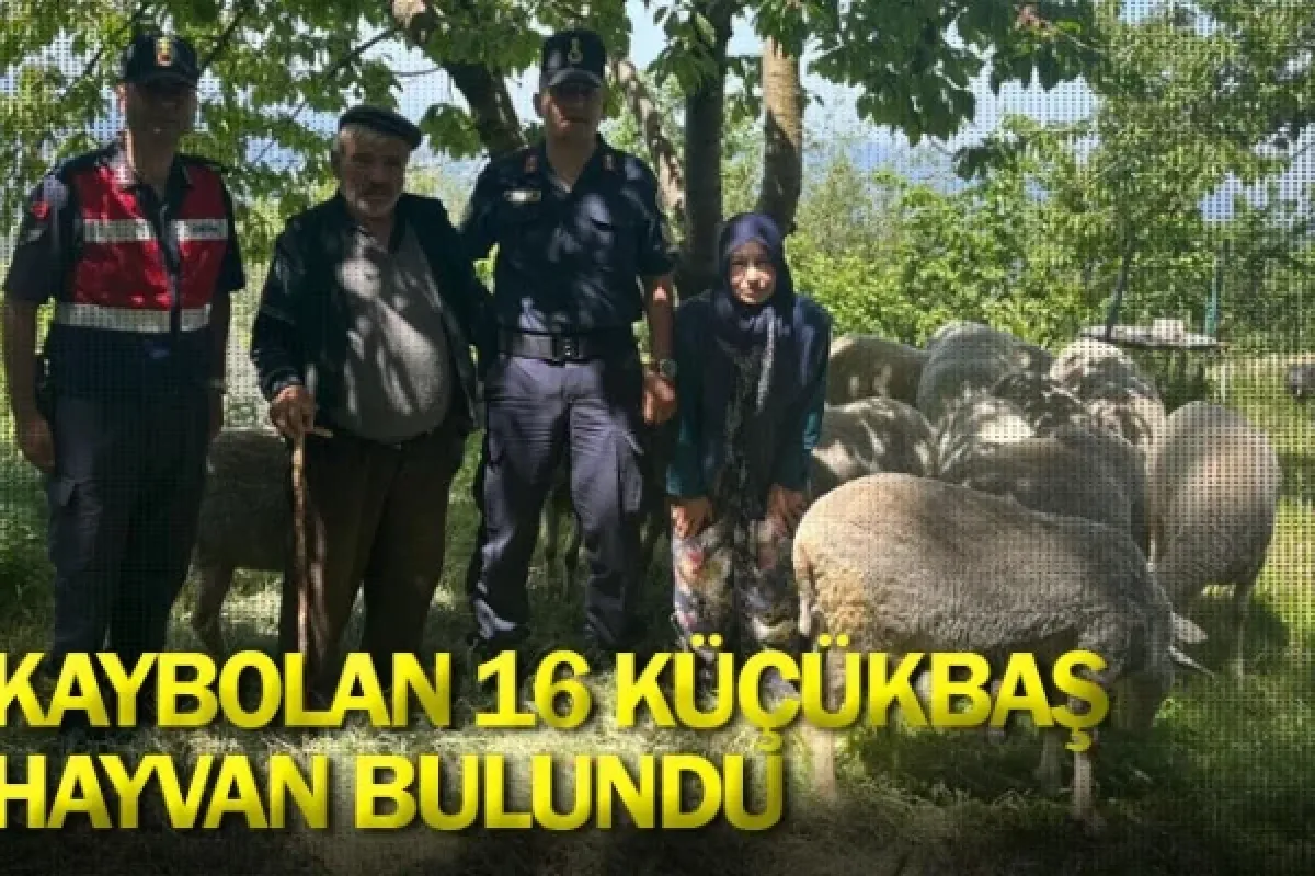 Kaybolan 16 küçükbaş hayvan bulundu