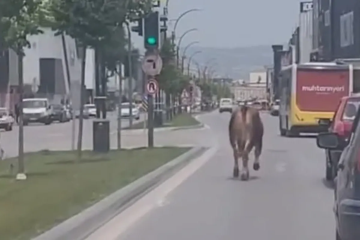 Kurbanlık firarda!