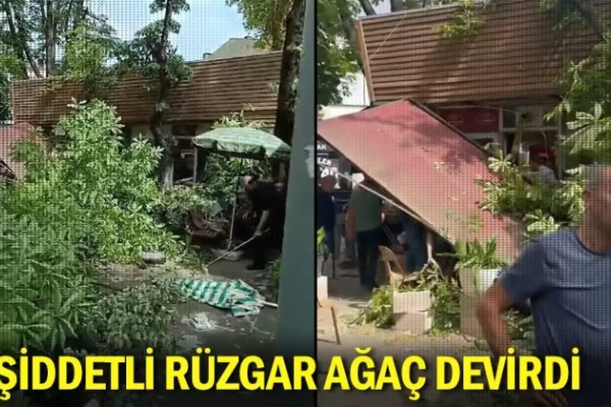 Şiddetli rüzgar ağaç devirdi
