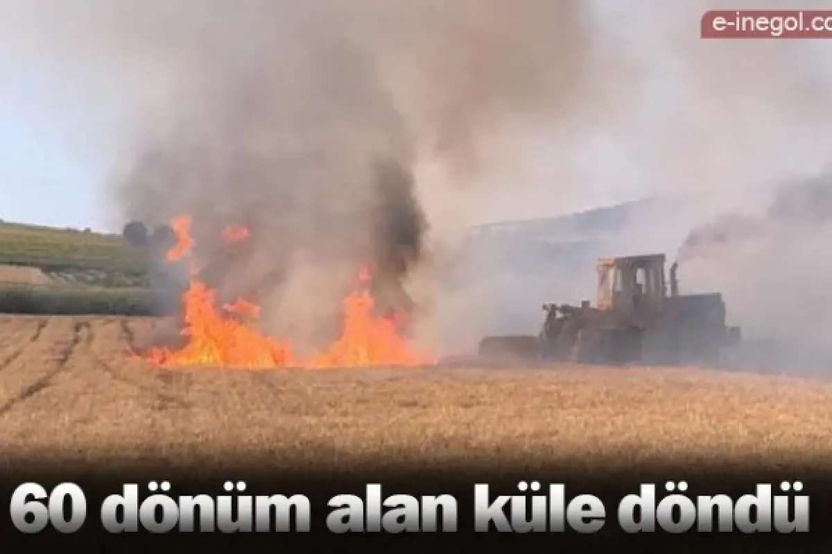 60 dönüm alan küle döndü