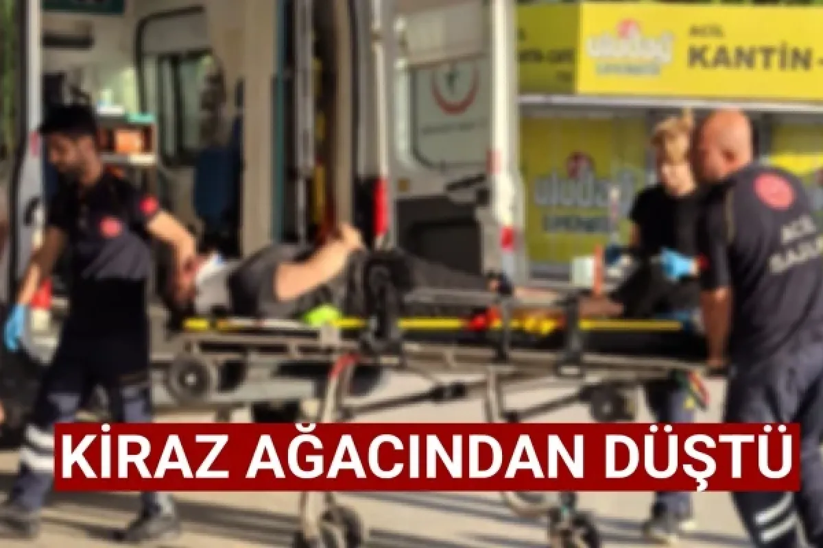 Kiraz ağacından düştü