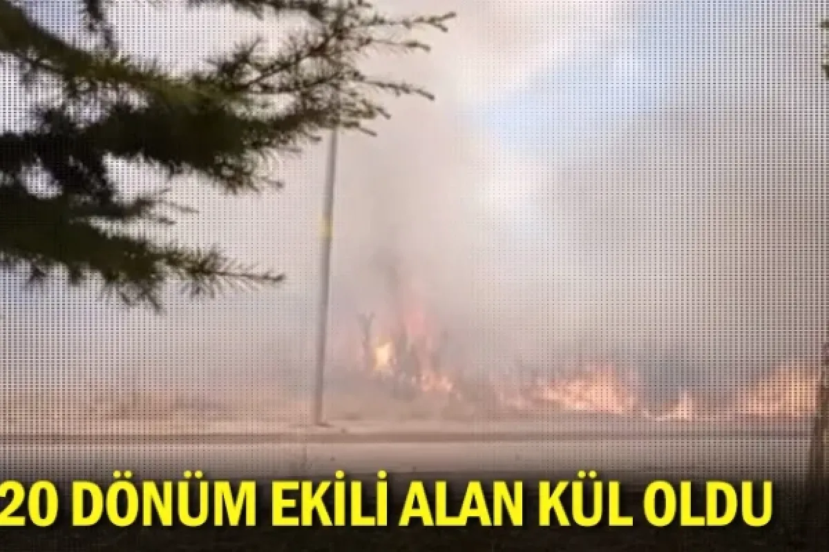 20 dönüm ekili alan kül oldu