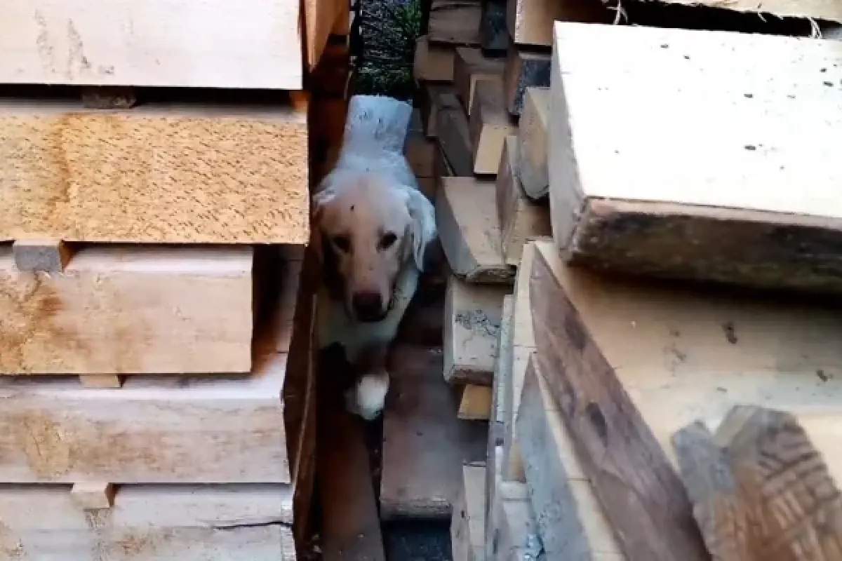 Ekipler seferber oldu!