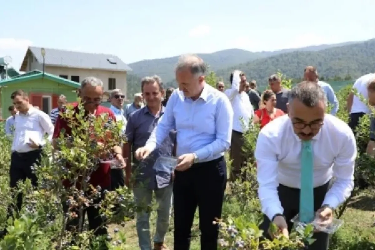 Mavi Yemişte Hasat Başladı