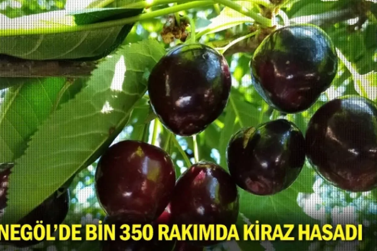 İnegöl'de bin 350 rakımda kiraz hasadı