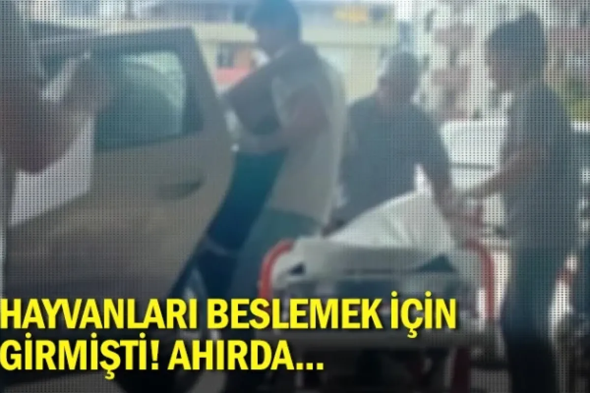 Hayvanları beslemek için girmişti! Ahırda...