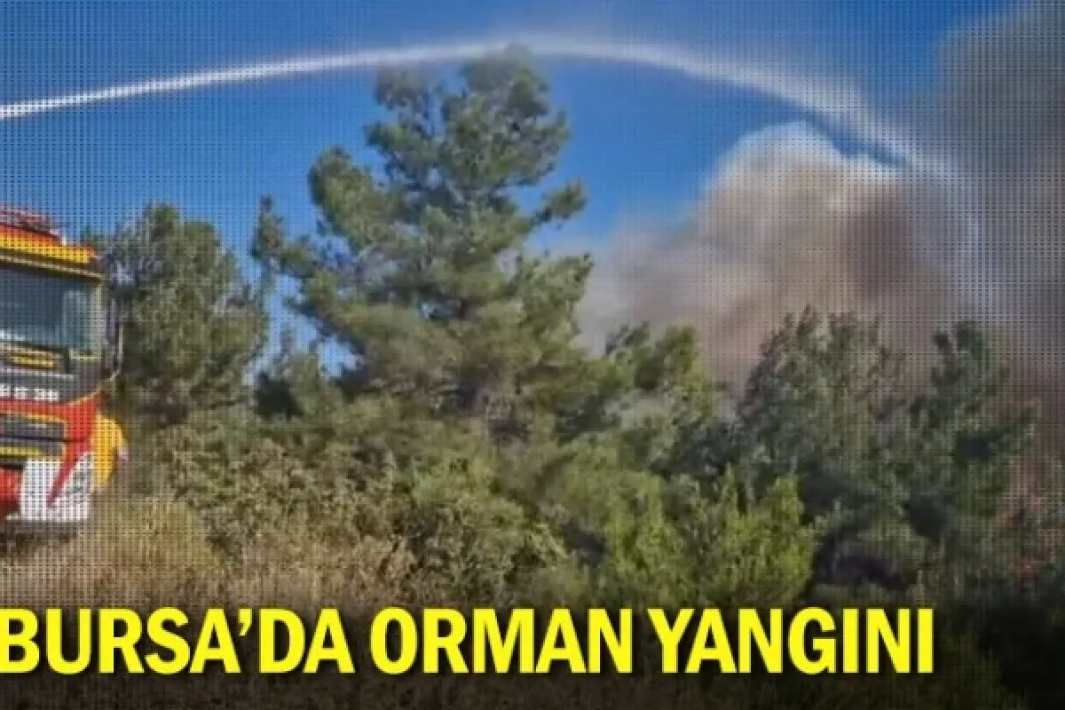 Bursa’da orman yangını