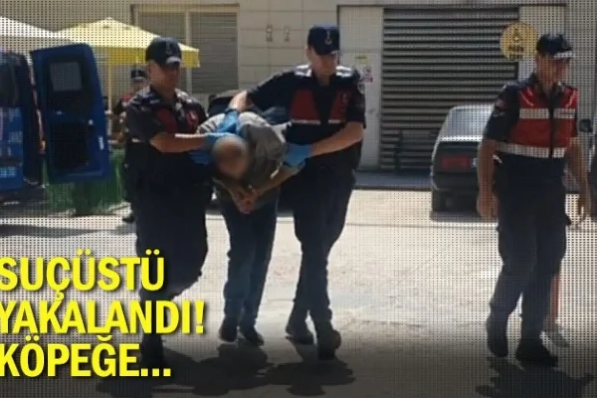Suçüstü yakalandı! Köpeğe...