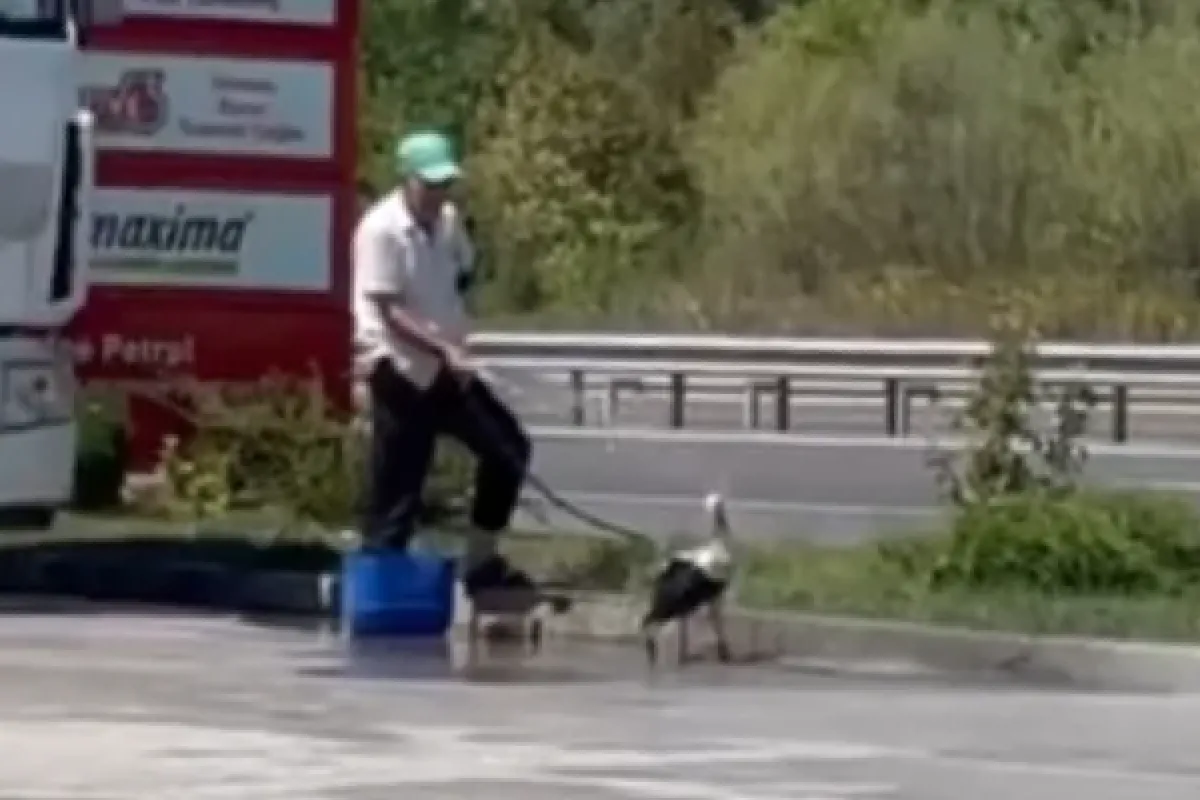 Hortumla su sıkarak serinletti!