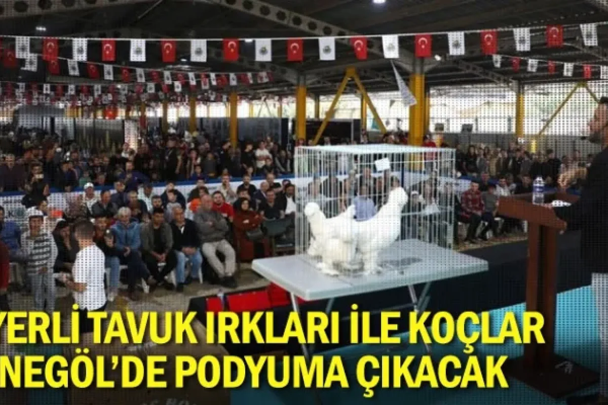 Yerli tavuk ırkları ile koçlar İnegöl'de podyuma çıkacak