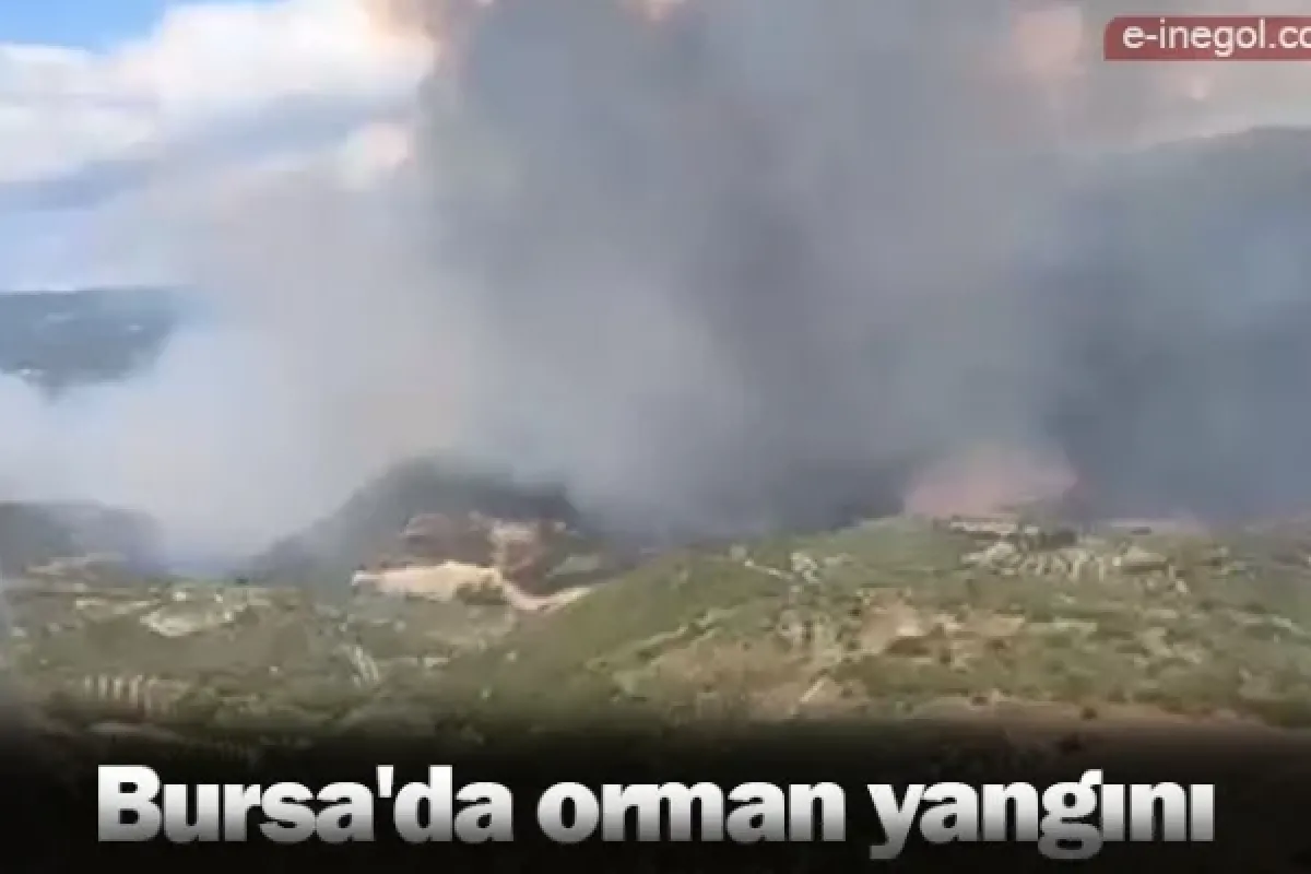 Bursa'da orman yangını
