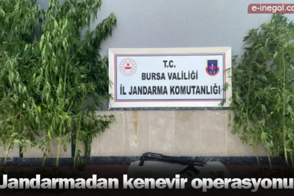 Jandarmadan kenevir operasyonu