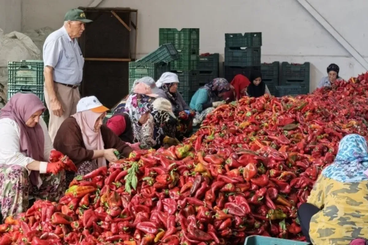 İnegöl'den 1200 ton biber salçası Hollanda'ya ihraç edilecek