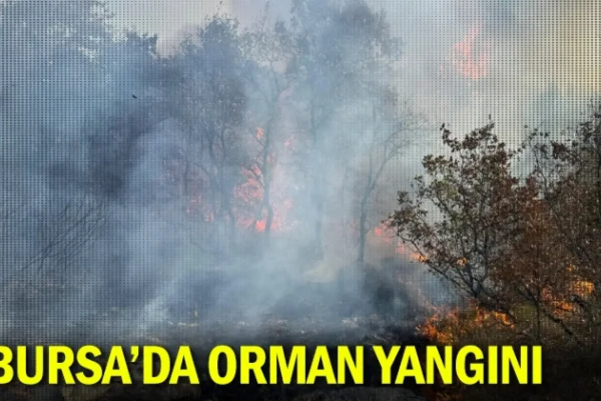 Bursa'da orman yangını