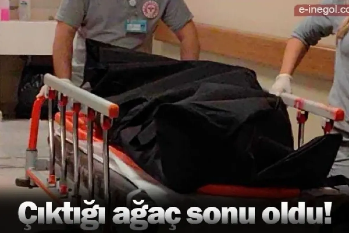 Çıktığı ağaç sonu oldu!
