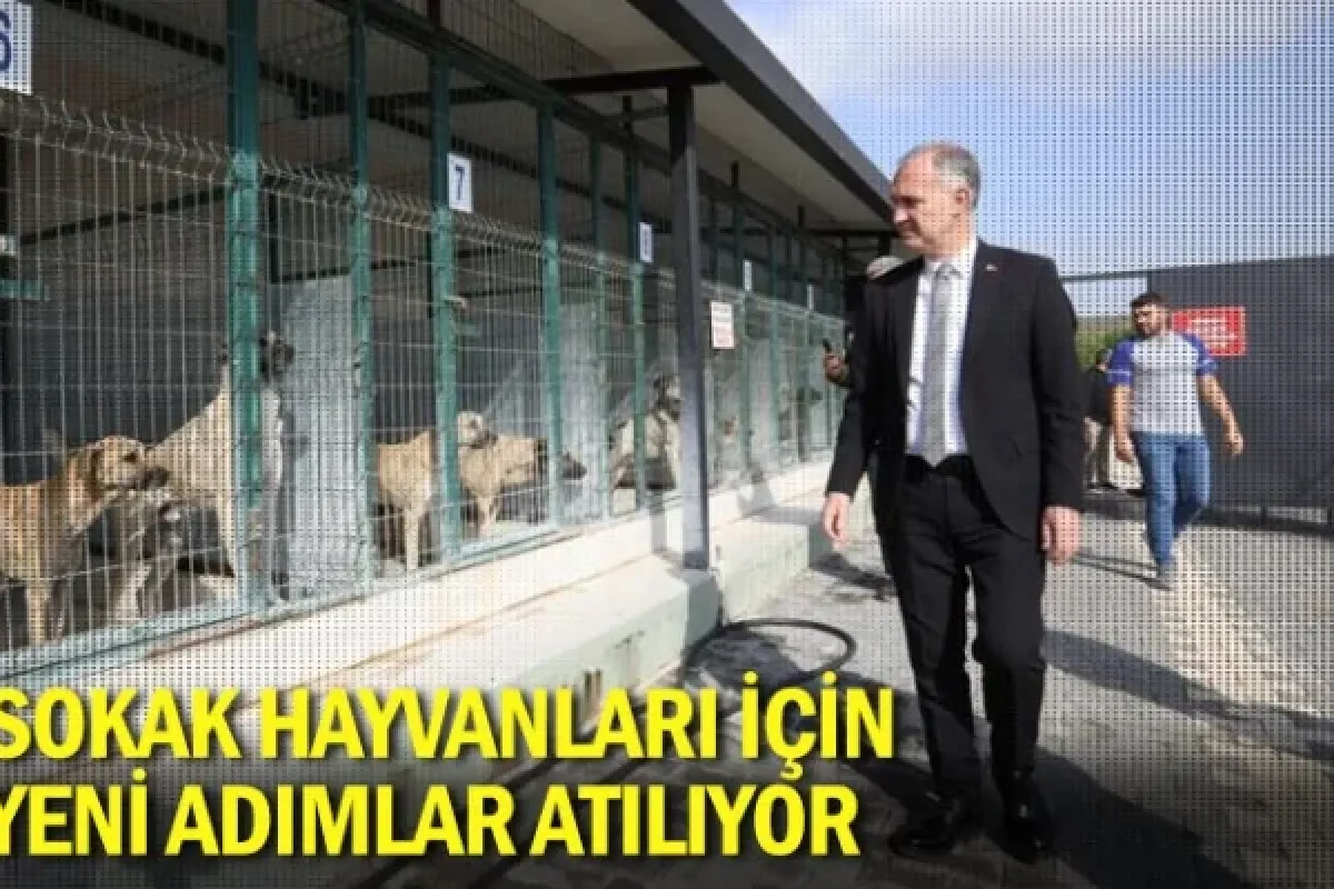 Sokak hayvanları için yeni adımlar atılıyor